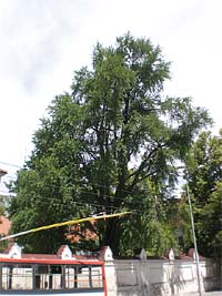 Strom ginkgo v kltern zahrad - Brno (pamtn strom)
