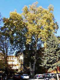 Platan vt - Star Brno (pamtn strom)