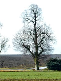 Chrnn strom - Miloovice (strom)