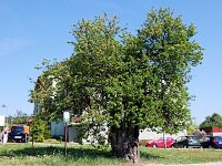 Hrue obecn - Blovice nad Svitavou (pamtn strom)