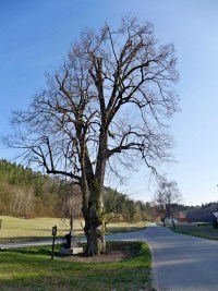 Pamtn strom - Sloup (strom)