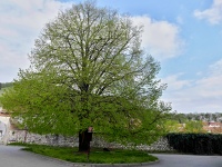 Mikulov (pamtn strom)