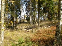 Rumpl (vrchol) - Porost