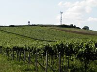 Ptluck hora (vrchol) - Vinice na Ptluck hoe