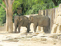 ZOO Praha - Praha 7 (zoo) - 