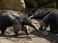 foto ZOO Dn (zoo)