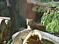 ZOO Brno (zoo) - 