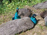 ZOO Brno (zoo) - 