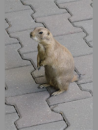 foto ZOO Jihlava (zoo)