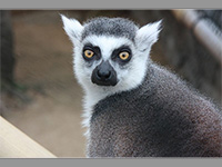 ZOO park - Vykov (zoo) - Lemur kata (foto: Petr Blha)