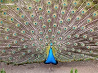 ZOO park - Vykov (zoo) - 