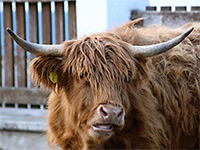 ZOO park - Vykov (zoo) - 