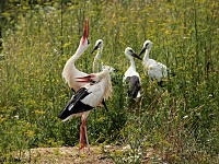 ZOO park - Vykov (zoo) - 