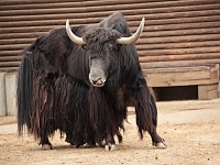 ZOO park - Vykov (zoo) - 