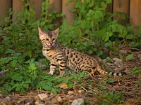 ZOO park - Vykov (zoo) - 