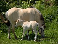 ZOO park - Vykov (zoo) - 