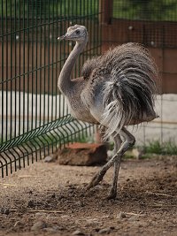 ZOO park - Vykov (zoo) - 