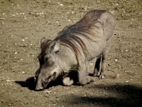 ZOO Len (zoo) - 