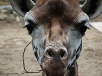 ZOO Len (zoo) - 