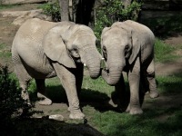 ZOO Len (zoo) - 