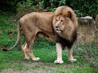 ZOO Len (zoo) - 
