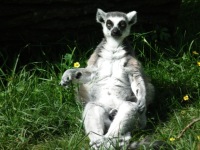 ZOO Len (zoo) - 