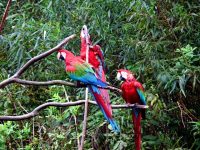 ZOO Len (zoo) - 