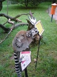 ZOO Len (zoo) - 