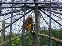 Ambroova soukrom ZOO - Dvorec (zoo) - 