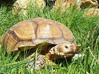 Ambroova soukrom ZOO - Dvorec (zoo) - 