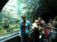 Ob akvrium - Hradec Krlov (zoo) - Sklenn podvodn tunel