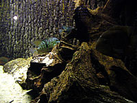 Ob akvrium - Hradec Krlov (zoo) - 