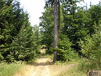 Kuchyka - Brdsk vrchovina (vrchol) - Lesn porost na Kuchyce