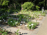 Botanick zahrada - Brno-Veve (botanick zahrada) - Byliny na zhonech s popisy