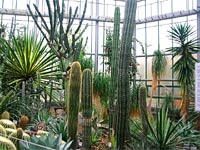 Botanick zahrada Liberec (botanick zahrada) - Velk kaktusy  pavilon F