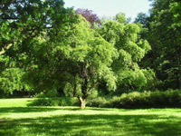 Krsn Dvr (zmek) - Krsn Dvr_zmeck park
