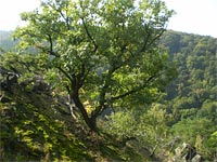 Babka (vrchol) - Vrcholov vegetace