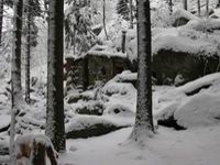 Bradlo (tulek) - 