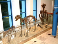 Pavilon Anthropos - Brno (muzeum) - 