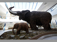 Pavilon Anthropos - Brno (muzeum) - Expozice (foto: muzeum)