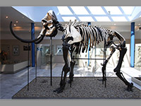 Pavilon Anthropos - Brno (muzeum) - Expozice (foto: muzeum)