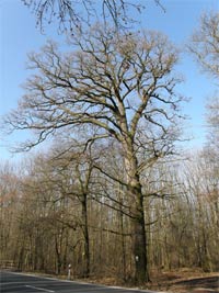 
                        Dub letní u Pňovic (památný strom)