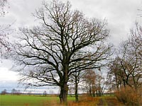Řítovský dub (památný strom)