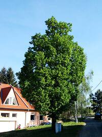 Brnnsk Ivanovice (mstsk st) - Lpa Svobody