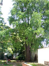 Strom ginkgo v kltern zahrad - Brno (pamtn strom) - Gingo z pohledu ze zahrady