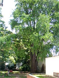 foto Strom ginkgo v kltern zahrad - Brno (pamtn strom)