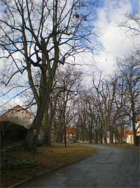Lpy v kltee - Pedklte (pamtn strom) - Chrnn stromoad