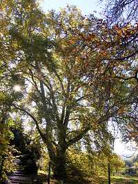 Platan menší - Staré Brno (památný strom)