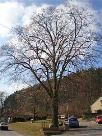 památná lípa - Nedvědice (památný strom )