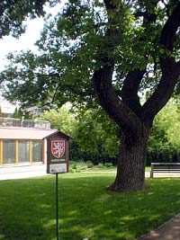 foto dub letn Vdeka - Brno (pamtn strom)